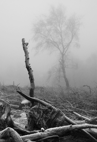 Frost and Mist