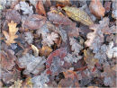 Frosted Leaves
