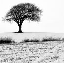 Lone Tree