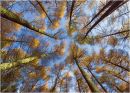 Looking up