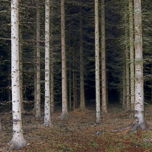 Paths into the forest
