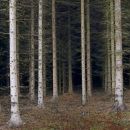Paths into the forest