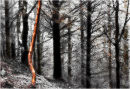 Red Tree