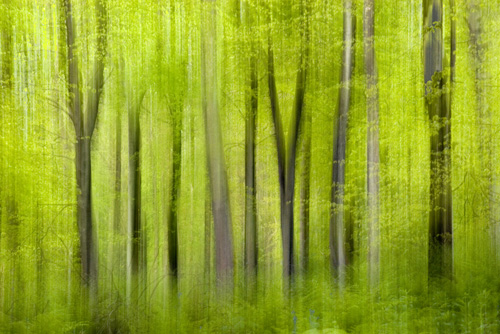 Spring Woods