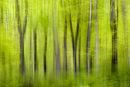 Spring Woods