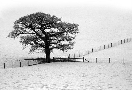 A Tree, fences and snow