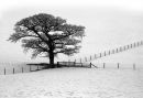 A Tree, fences and snow