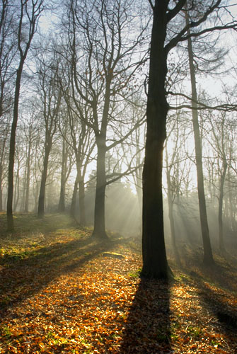 Winter woodland
