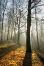 Winter woodland