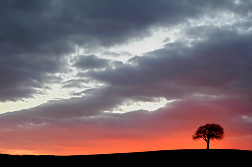 Sunset with tree