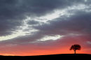 Sunset with tree