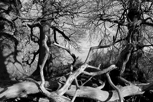 Wild wood