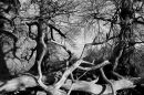 Wild wood