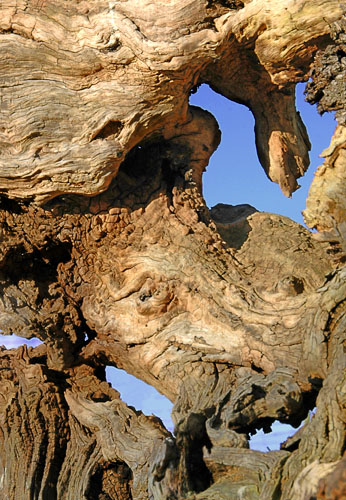 Gnarled tree