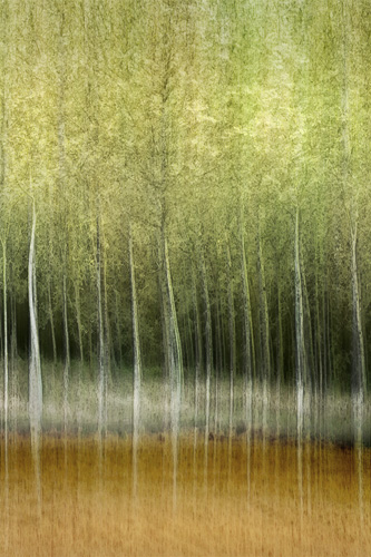 Poplars