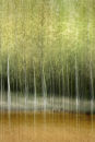 Poplars