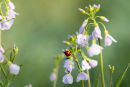 Ladybird on Spring Flowers
