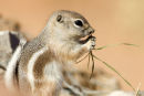 Chipmunk in Nevada