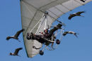 microlight/geese