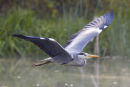 Heron flying over Lakes