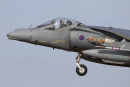Harrier