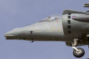 Harrier