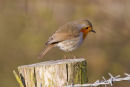 Robin at Sissinghurst