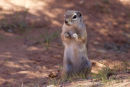 Valley of Fire Chipmunk