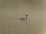 Mystic Swan