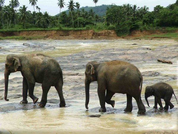 Family stroll along the river