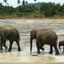 Family stroll along the river