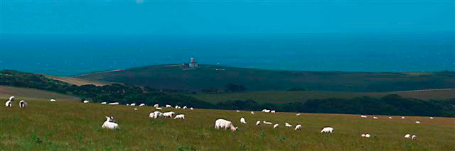 50 Sheep