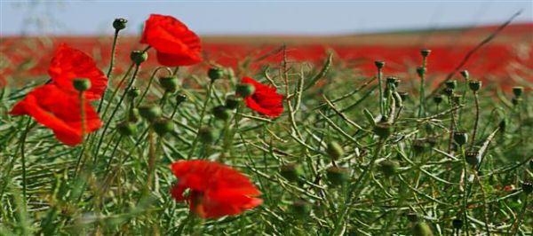 5 Poppies