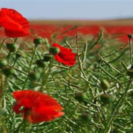 5 Poppies