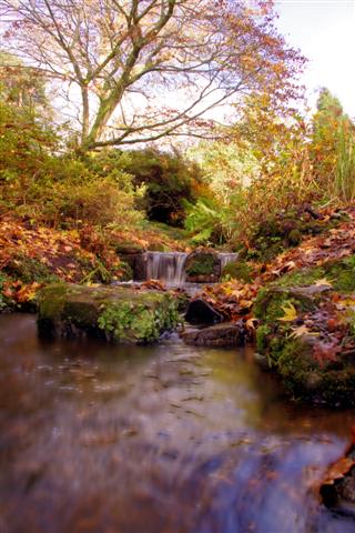 Autumn Stream
