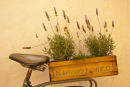 Back of a bike