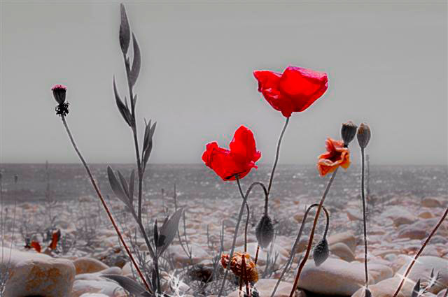Beach Poppies