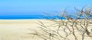 Beach Protection