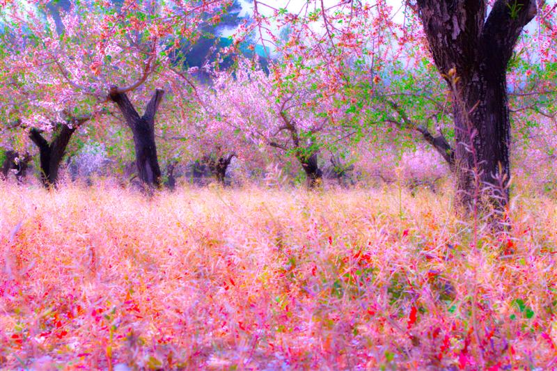 Field of Blossom