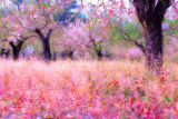 Field of Blossom