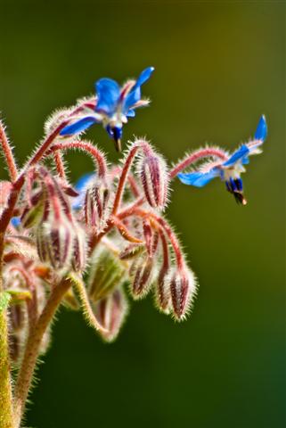 Bluebird Flower