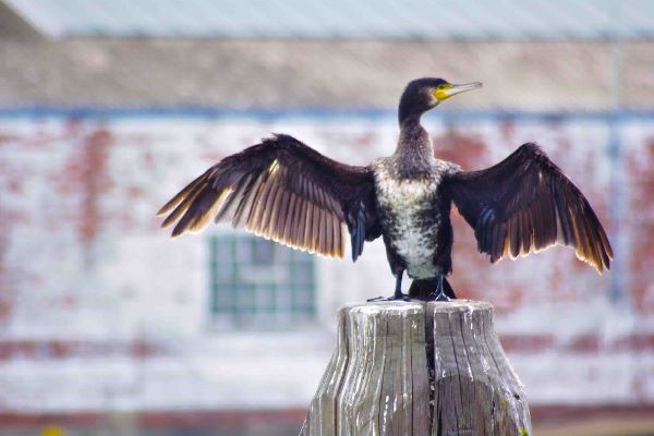 Cormorant