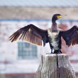 Cormorant
