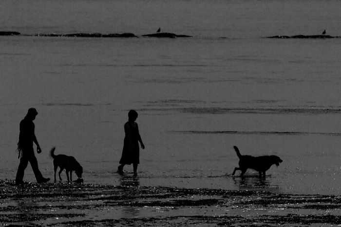 Walking the dogs