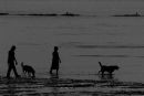 Walking the dogs