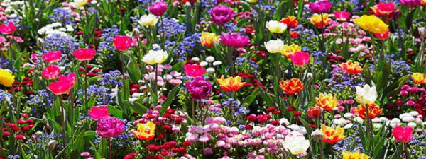 Hastings Flowerbed