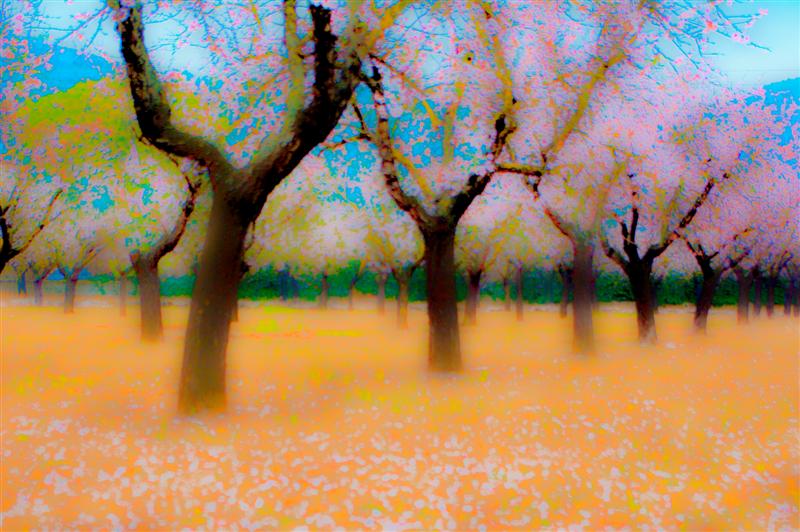 Hazy Blossom