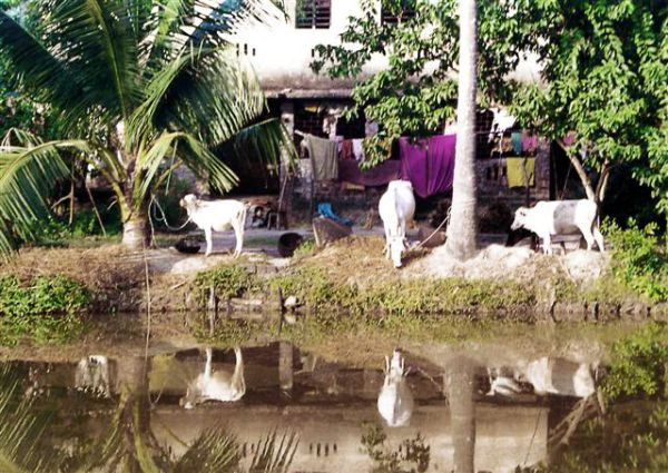 Watering Hole in Rural India