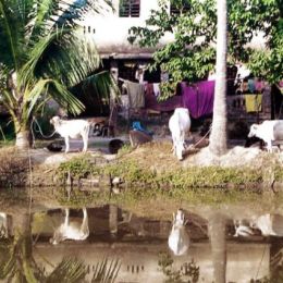 Watering Hole in Rural India