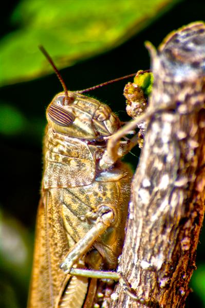 Langosta, Common sight in Spanish gardens and part of the locust family. Translated as Lobster of the land